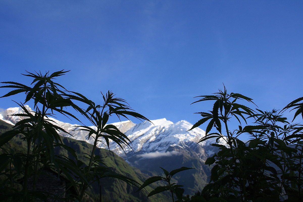 Himalaya kender hegy