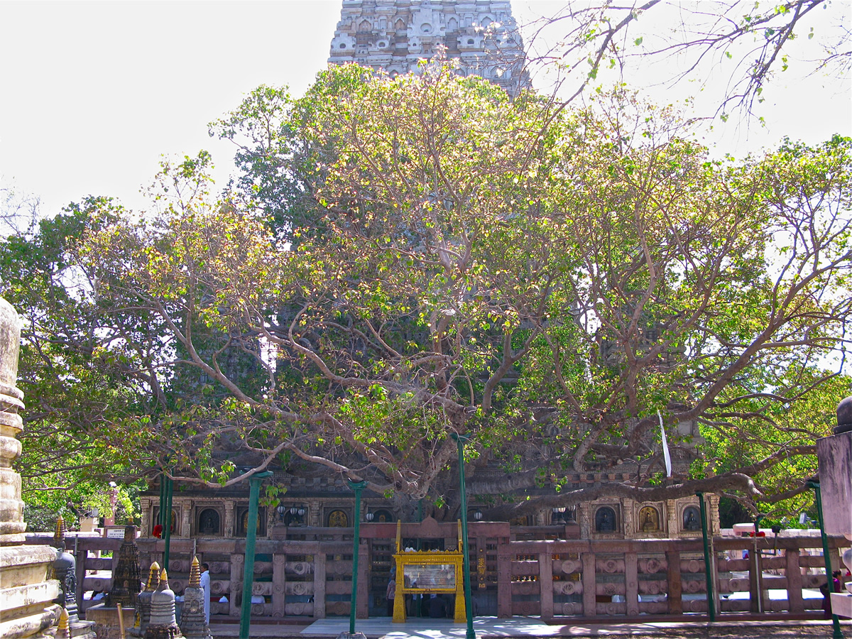 Növények, fák, magvak - Bodhi fa Ficus religiosa, Szent fügefa, Buddha fa, Bodhifa <span style="font-size: 1rem;">A Ficus religiosa, m&aacute;s n&eacute;ven s 