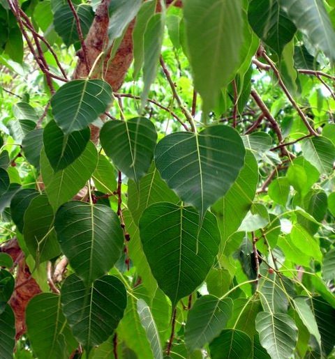 Növények, fák, magvak - Bodhi fa Ficus religiosa, Szent fügefa, Buddha fa, Bodhifa <span style="font-size: 1rem;">A Ficus religiosa, m&aacute;s n&eacute;ven s 