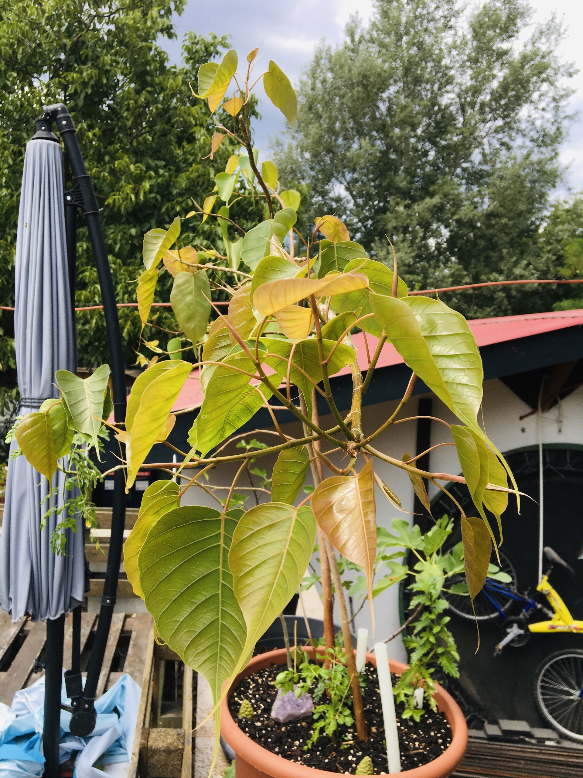 Növények, fák, magvak - Bodhi fa Ficus religiosa, Szent fügefa, Buddha fa, Bodhifa <span style="font-size: 1rem;">A Ficus religiosa, m&aacute;s n&eacute;ven s 