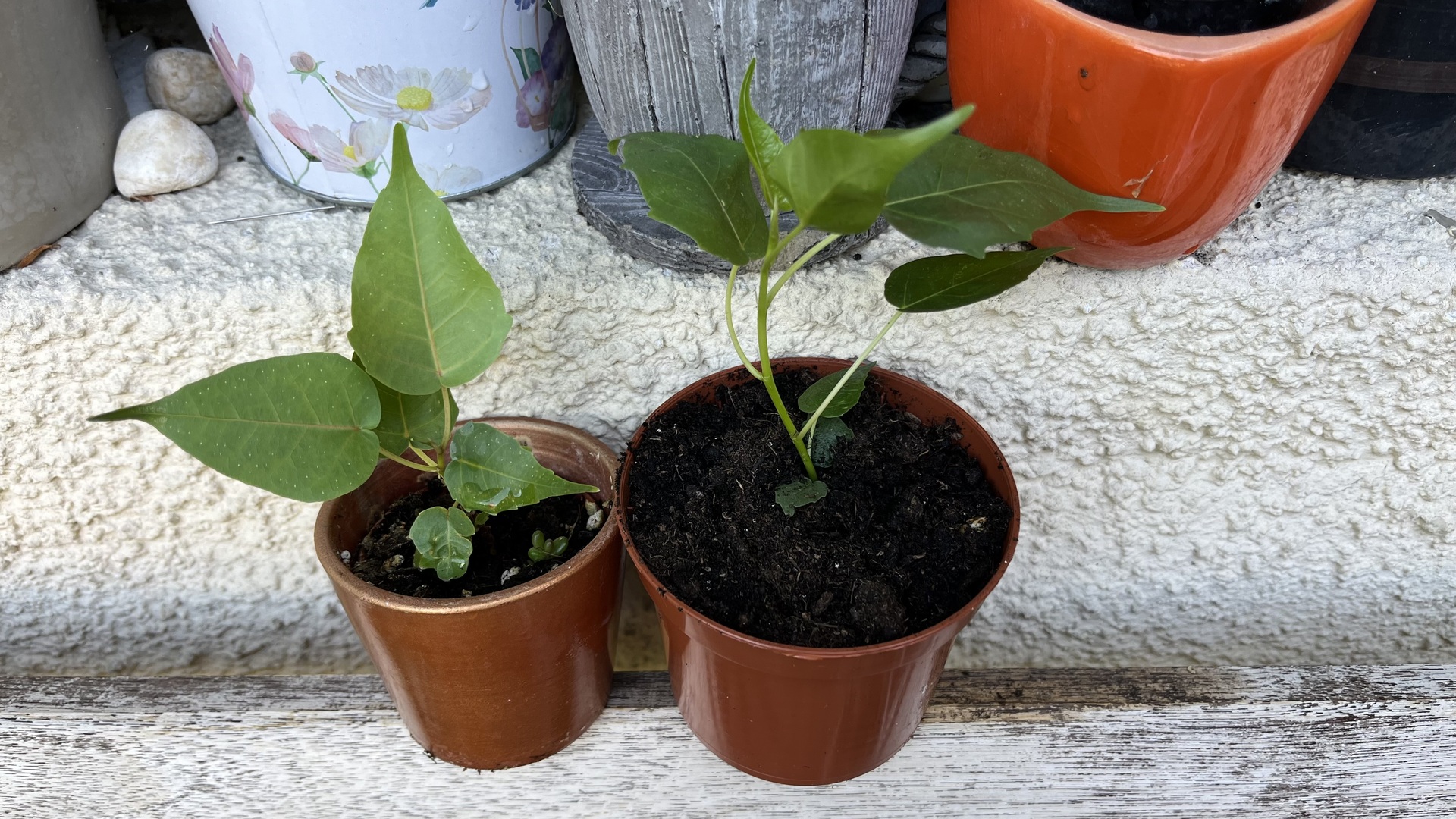 Növények, fák, magvak - Bodhi fa kicsi palánta  <span style="font-size: 1rem;">A Ficus religiosa, m&aacute;s n&eacute;ven s