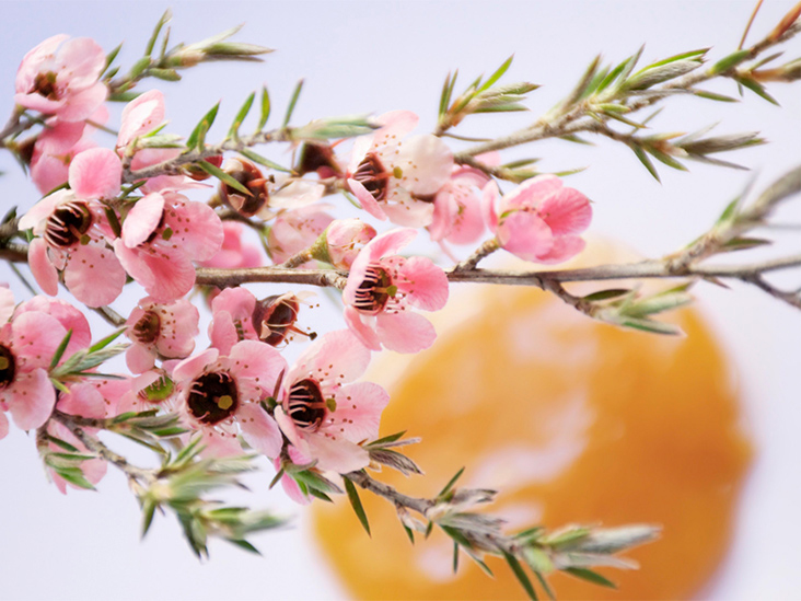 Manuka méz - Melora - Manuka méz 300+ MGO™ UMF10 500g  MGO300+ az ellenálló fertőzések ellen, gyulladásokra és gyomorsav kezelésér 
